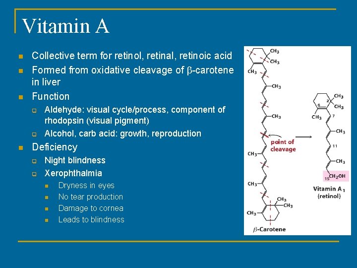Vitamin A n n n Collective term for retinol, retinal, retinoic acid Formed from Vitamin A n n n Collective term for retinol, retinal, retinoic acid Formed from