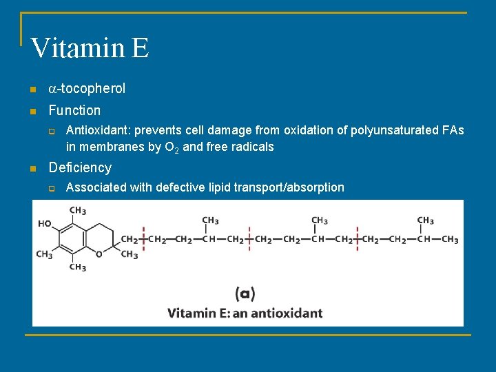 Vitamin E n a-tocopherol n Function q n Antioxidant: prevents cell damage from oxidation Vitamin E n a-tocopherol n Function q n Antioxidant: prevents cell damage from oxidation