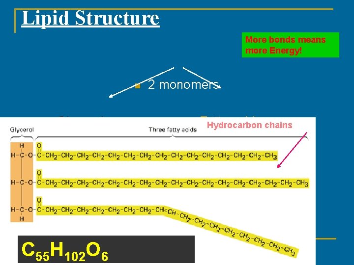 Lipid Structure More bonds means more Energy! n Glycerol C 55 H 102 O Lipid Structure More bonds means more Energy! n Glycerol C 55 H 102 O