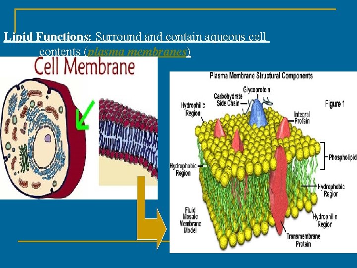 Lipid Functions: Surround and contain aqueous cell contents (plasma membranes) Lipid Functions: Surround and contain aqueous cell contents (plasma membranes)
