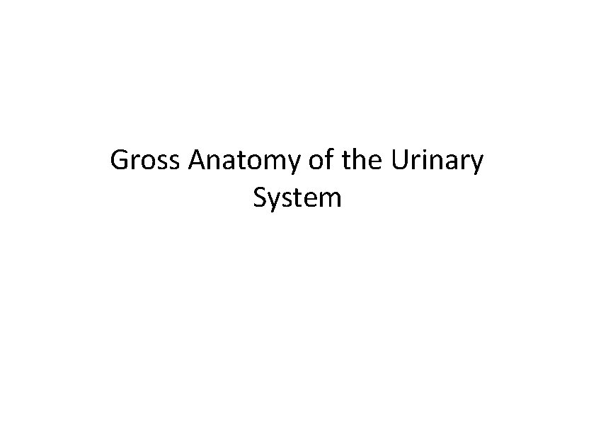 Gross Anatomy of the Urinary System 