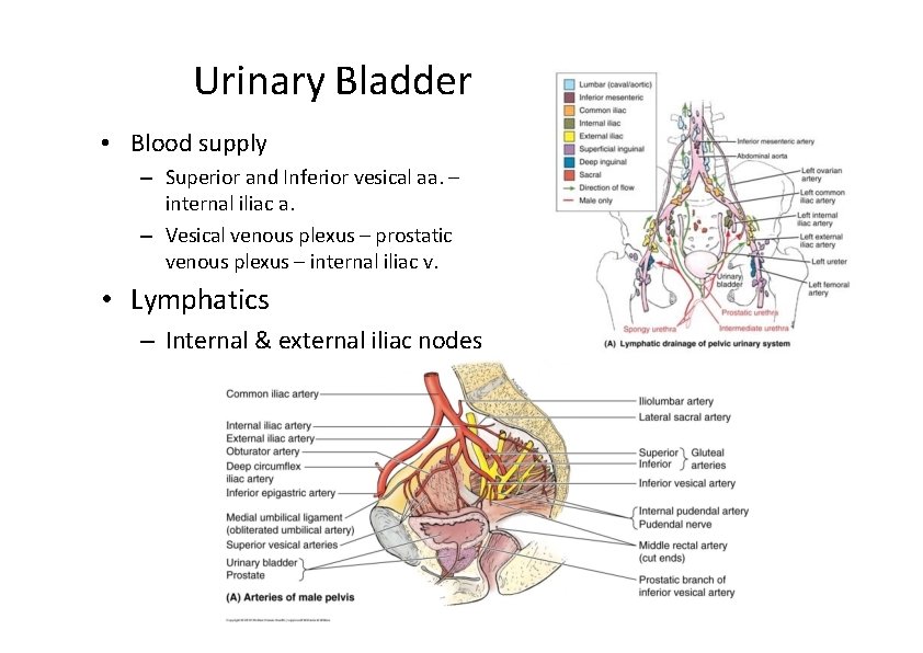 Gross Anatomy Of The Urinary System Lecture Objectives Gross Anatomy Of The Urinary System Lecture Objectives