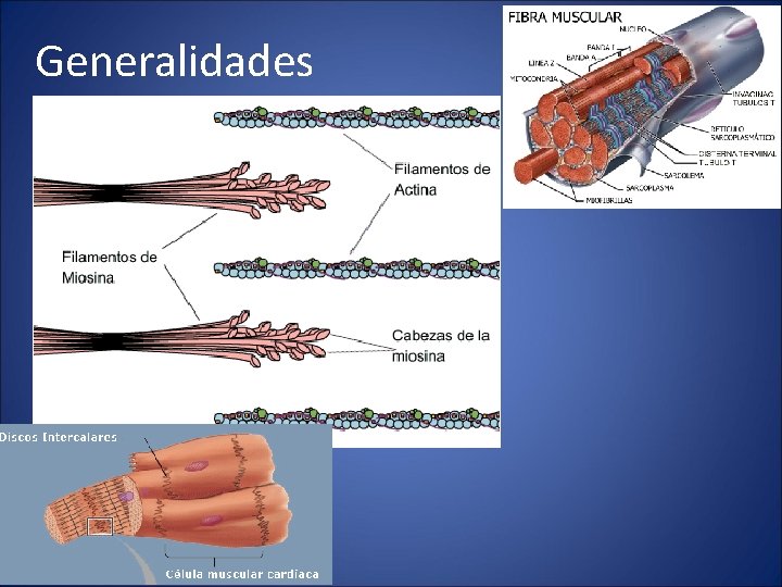 Generalidades 