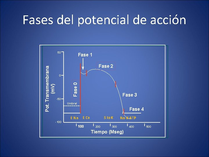 Fases del potencial de acción Fase 1 Fase 2 0 Fase 0 Pot. Transmembrana
