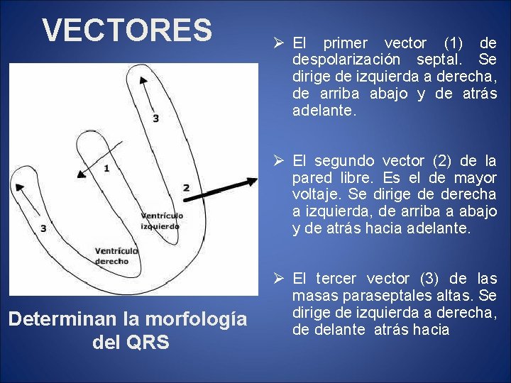 VECTORES Ø El primer vector (1) de despolarización septal. Se dirige de izquierda a