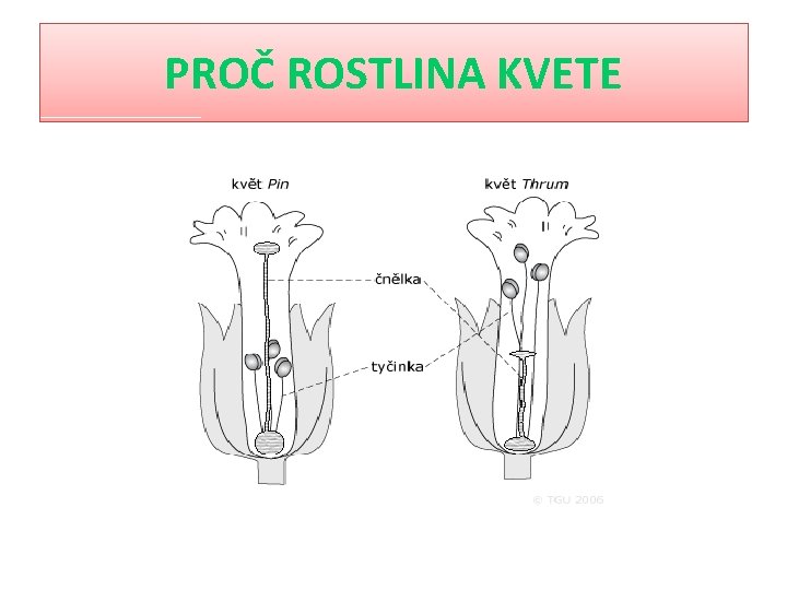 PROČ ROSTLINA KVETE 