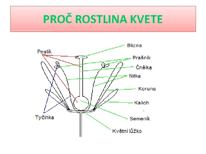 PROČ ROSTLINA KVETE 