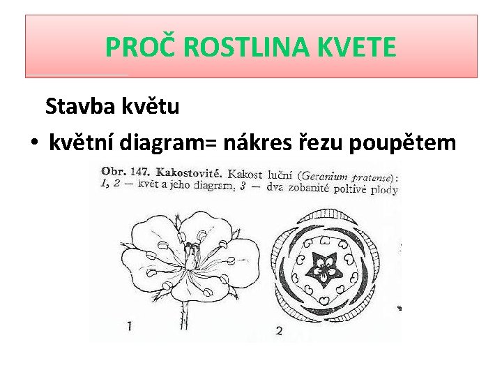 PROČ ROSTLINA KVETE Stavba květu • květní diagram= nákres řezu poupětem 