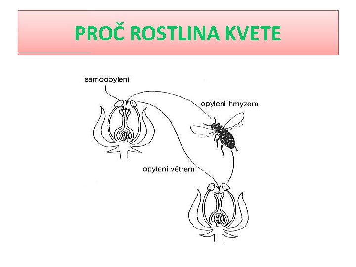 PROČ ROSTLINA KVETE 