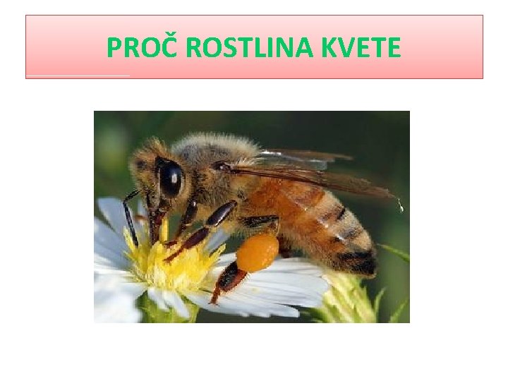 PROČ ROSTLINA KVETE 