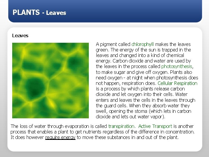 PLANTS - Leaves A pigment called chlorophyll makes the leaves green. The energy of