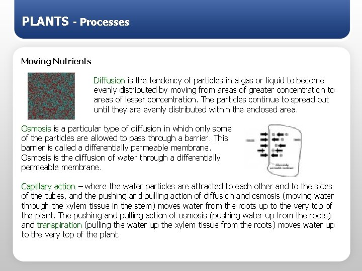 PLANTS - Processes Moving Nutrients Diffusion is the tendency of particles in a gas