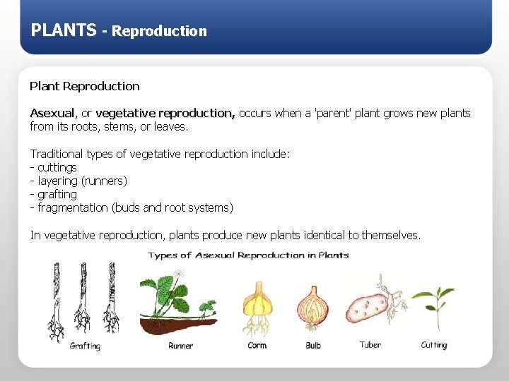 PLANTS - Reproduction Plant Reproduction Asexual, Asexual or vegetative reproduction, occurs when a 'parent'