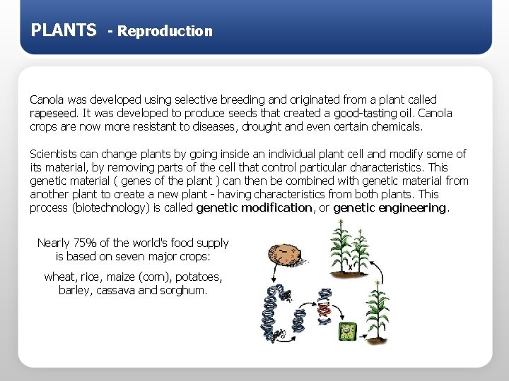 PLANTS - Reproduction Canola was developed using selective breeding and originated from a plant