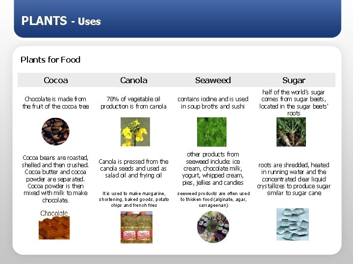 PLANTS - Uses Plants for Food Cocoa Canola Seaweed Sugar Chocolate is made from