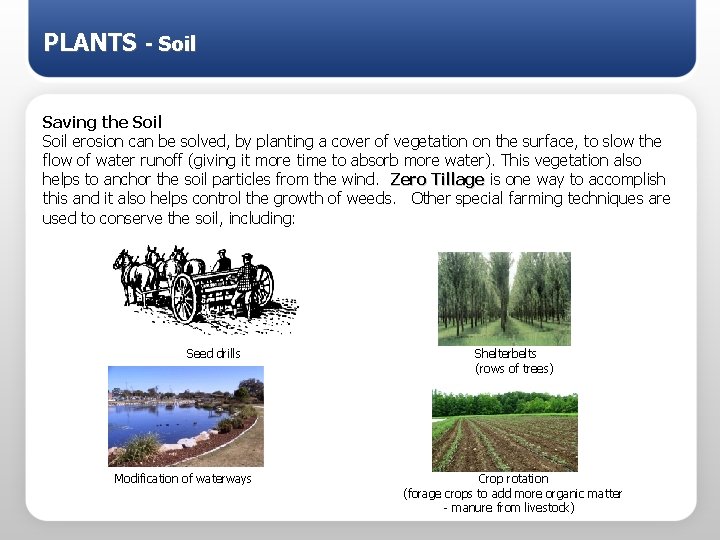 PLANTS - Soil Saving the Soil erosion can be solved, by planting a cover