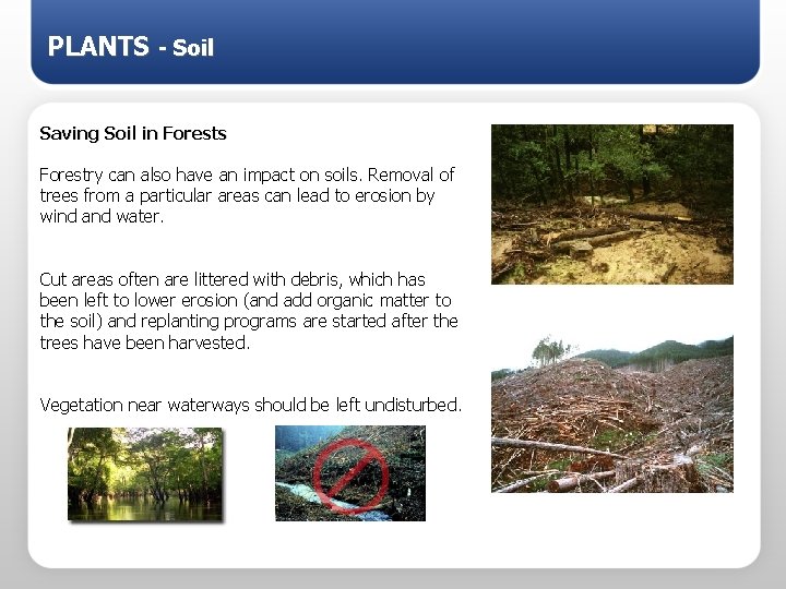 PLANTS - Soil Saving Soil in Forests Forestry can also have an impact on