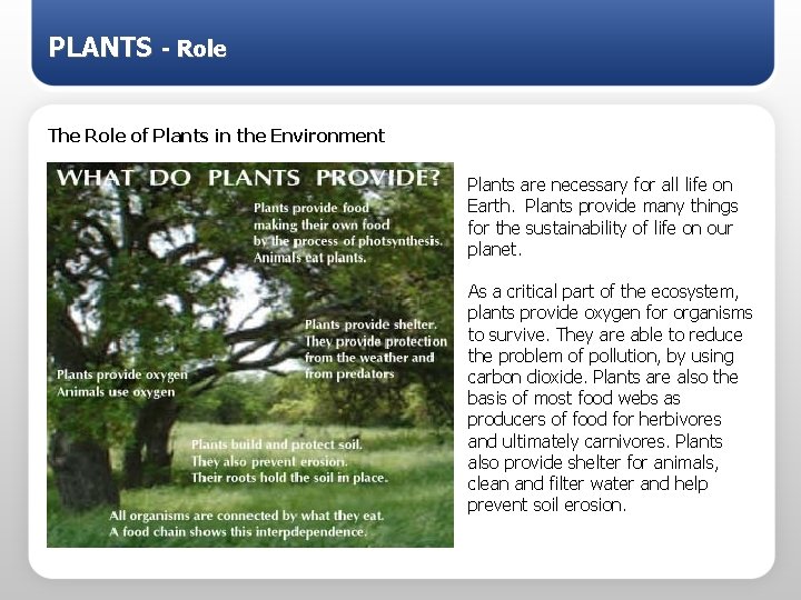 PLANTS - Role The Role of Plants in the Environment Plants are necessary for