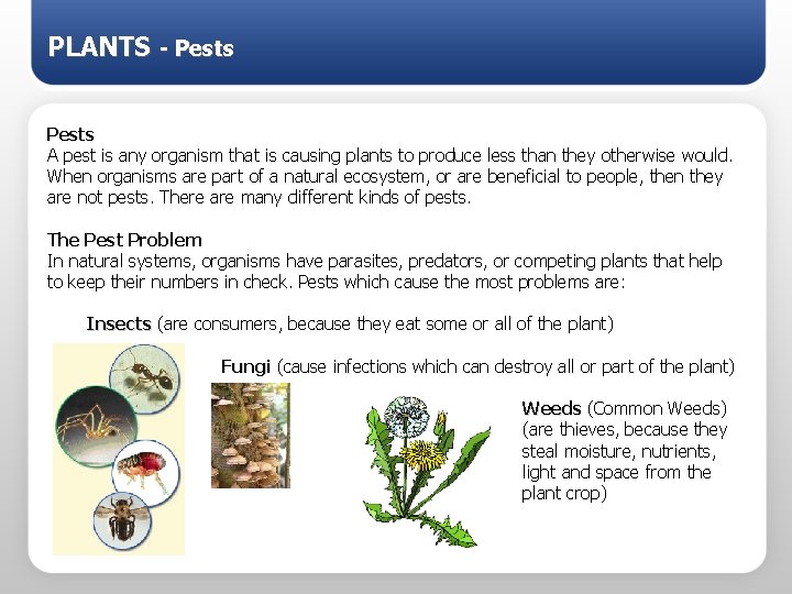 PLANTS - Pests A pest is any organism that is causing plants to produce