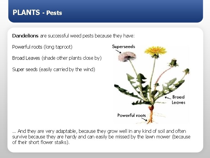PLANTS - Pests Dandelions are successful weed pests because they have: Powerful roots (long