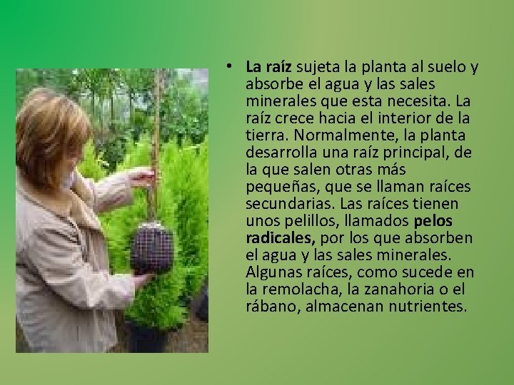  • La raíz sujeta la planta al suelo y absorbe el agua y