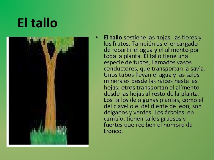 El tallo • El tallo sostiene las hojas, las flores y los frutos. También