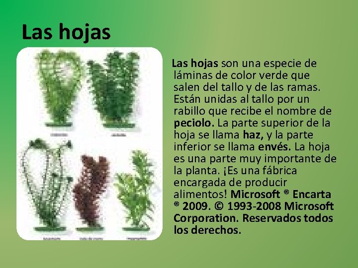 Las hojas son una especie de láminas de color verde que salen del tallo