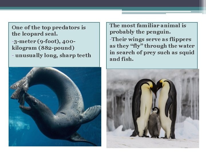 One of the top predators is the leopard seal. -3 -meter (9 -foot), 400