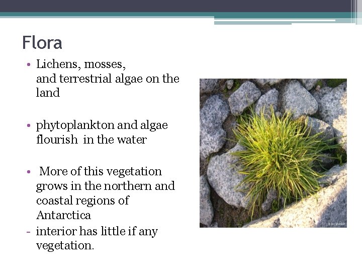 Flora • Lichens, mosses, and terrestrial algae on the land • phytoplankton and algae