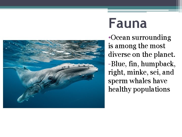 Fauna • Ocean surrounding is among the most diverse on the planet. -Blue, fin,