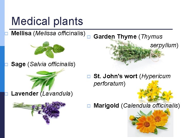 Medical plants p Mellisa (Melissa officinalis) p Sage (Salvia officinalis) p p Garden Thyme