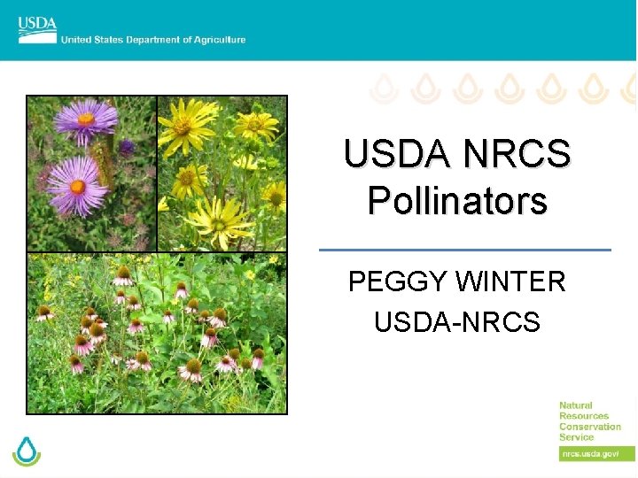 USDA NRCS Pollinators PEGGY WINTER USDA-NRCS 