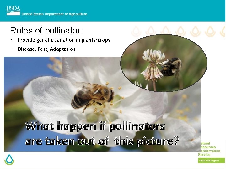 Roles of pollinator: • Provide genetic variation in plants/crops • Disease, Pest, Adaptation What
