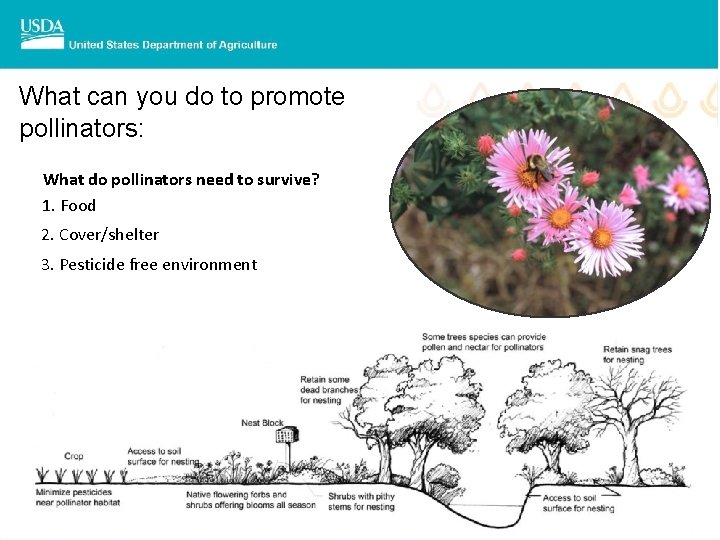 What can you do to promote pollinators: What do pollinators need to survive? 1.