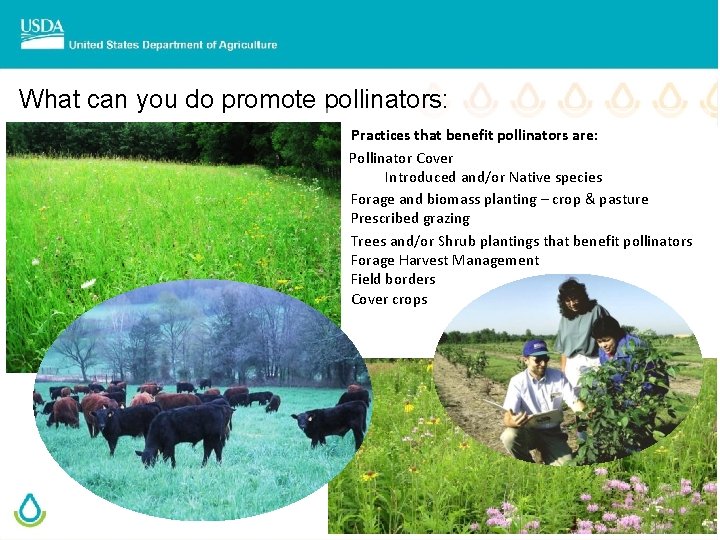 What can you do promote pollinators: Practices that benefit pollinators are: Pollinator Cover Introduced