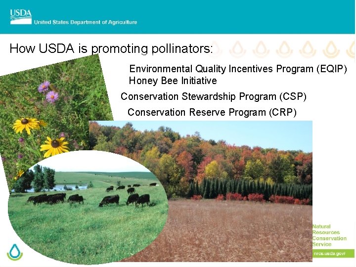 How USDA is promoting pollinators: Environmental Quality Incentives Program (EQIP) Honey Bee Initiative Conservation