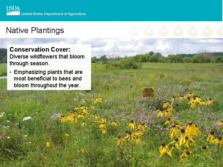 Native Plantings Conservation Cover: Diverse wildflowers that bloom through season. • Emphasizing plants that