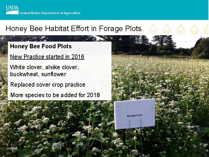 Honey Bee Habitat Effort in Forage Plots Honey Bee Food Plots New Practice started
