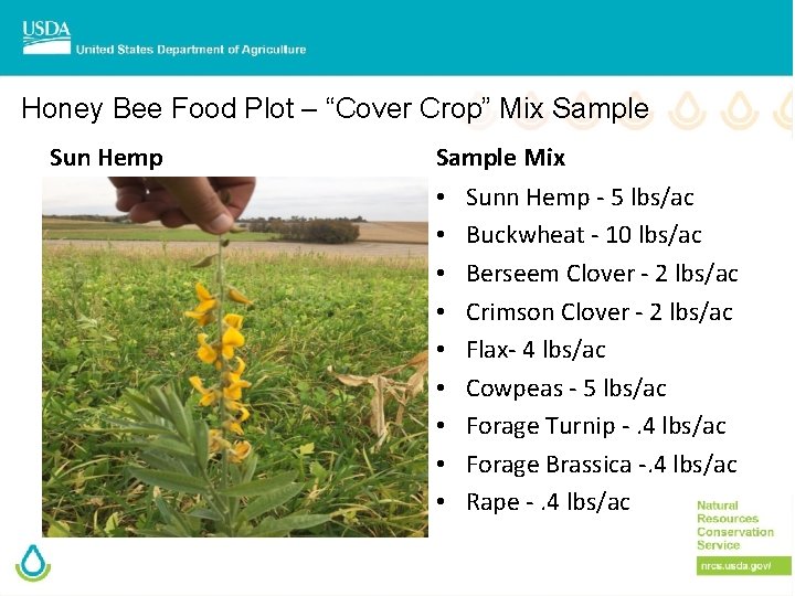Honey Bee Food Plot – “Cover Crop” Mix Sample Sun Hemp Sample Mix •