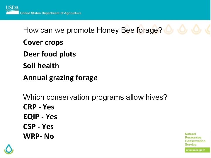 How can we promote Honey Bee forage? Cover crops Deer food plots Soil health