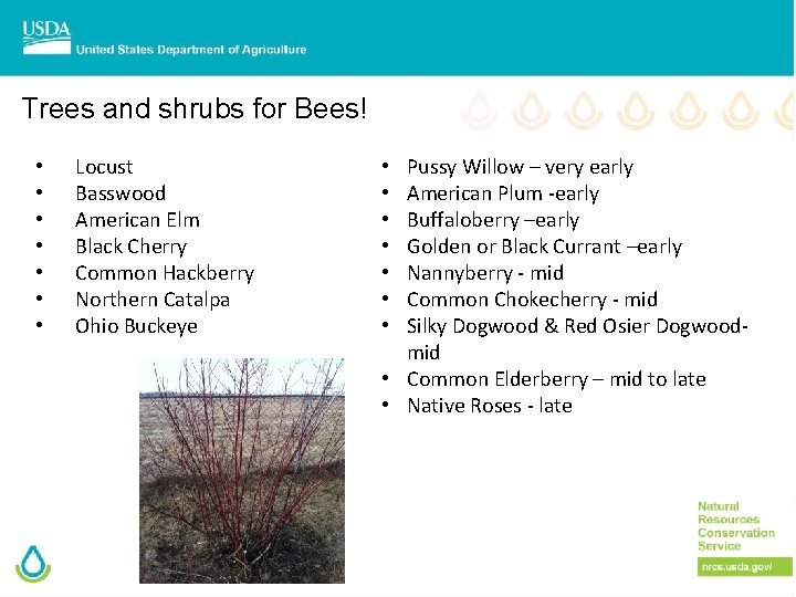Trees and shrubs for Bees! • • Locust Basswood American Elm Black Cherry Common