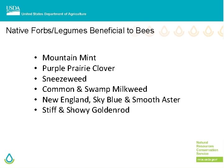 Native Forbs/Legumes Beneficial to Bees • • • Mountain Mint Purple Prairie Clover Sneezeweed