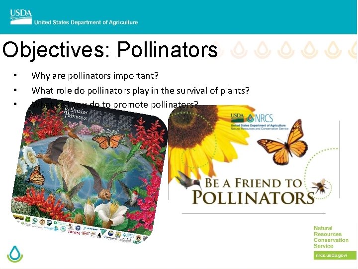 Objectives: Pollinators • Why are pollinators important? • What role do pollinators play in