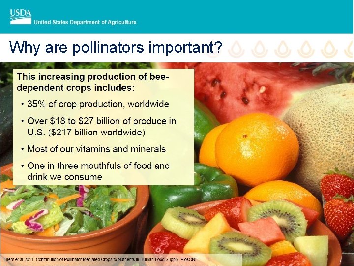 Why are pollinators important? 