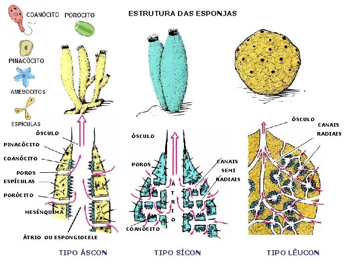 ESTRUTURA DAS ESPONJAS ÓSCULO CANAIS RADIAIS ÓSCULO PINACÓCITO COANÓCITO CANAIS POROS SEMI POROS ESPÍCULAS ESTRUTURA DAS ESPONJAS ÓSCULO CANAIS RADIAIS ÓSCULO PINACÓCITO COANÓCITO CANAIS POROS SEMI POROS ESPÍCULAS