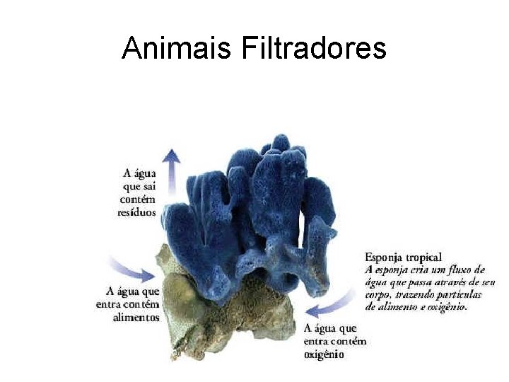 Animais Filtradores Animais Filtradores