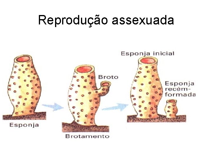 Reprodução assexuada Reprodução assexuada