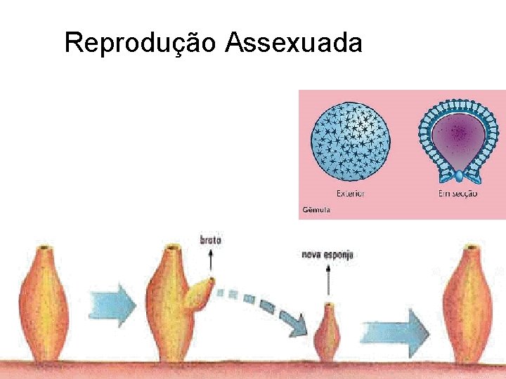 Reprodução Assexuada Reprodução Assexuada