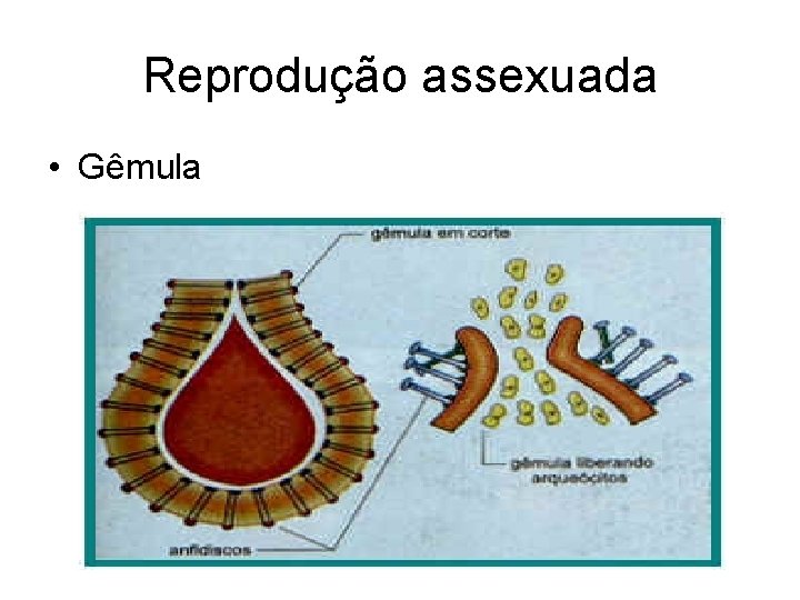 Reprodução assexuada • Gêmula Reprodução assexuada • Gêmula