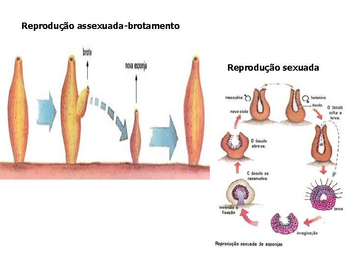 Reprodução assexuada-brotamento Reprodução sexuada Reprodução assexuada-brotamento Reprodução sexuada
